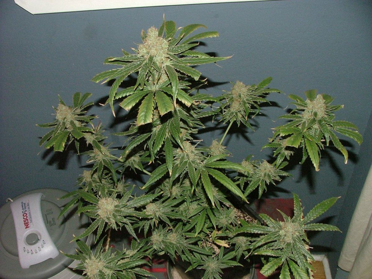 CC 2