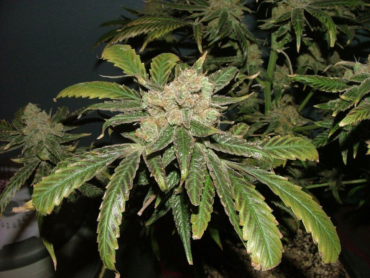 CC 2