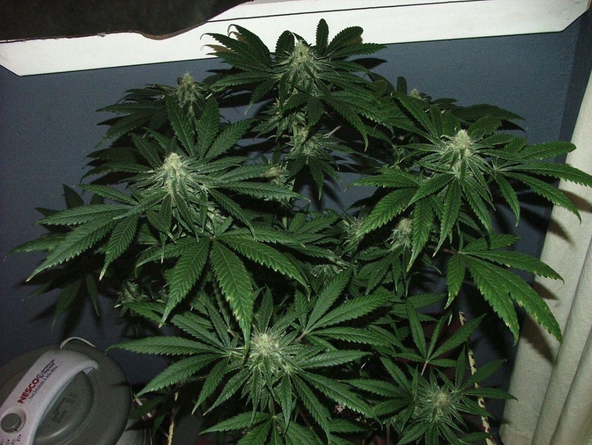 Cc 2
