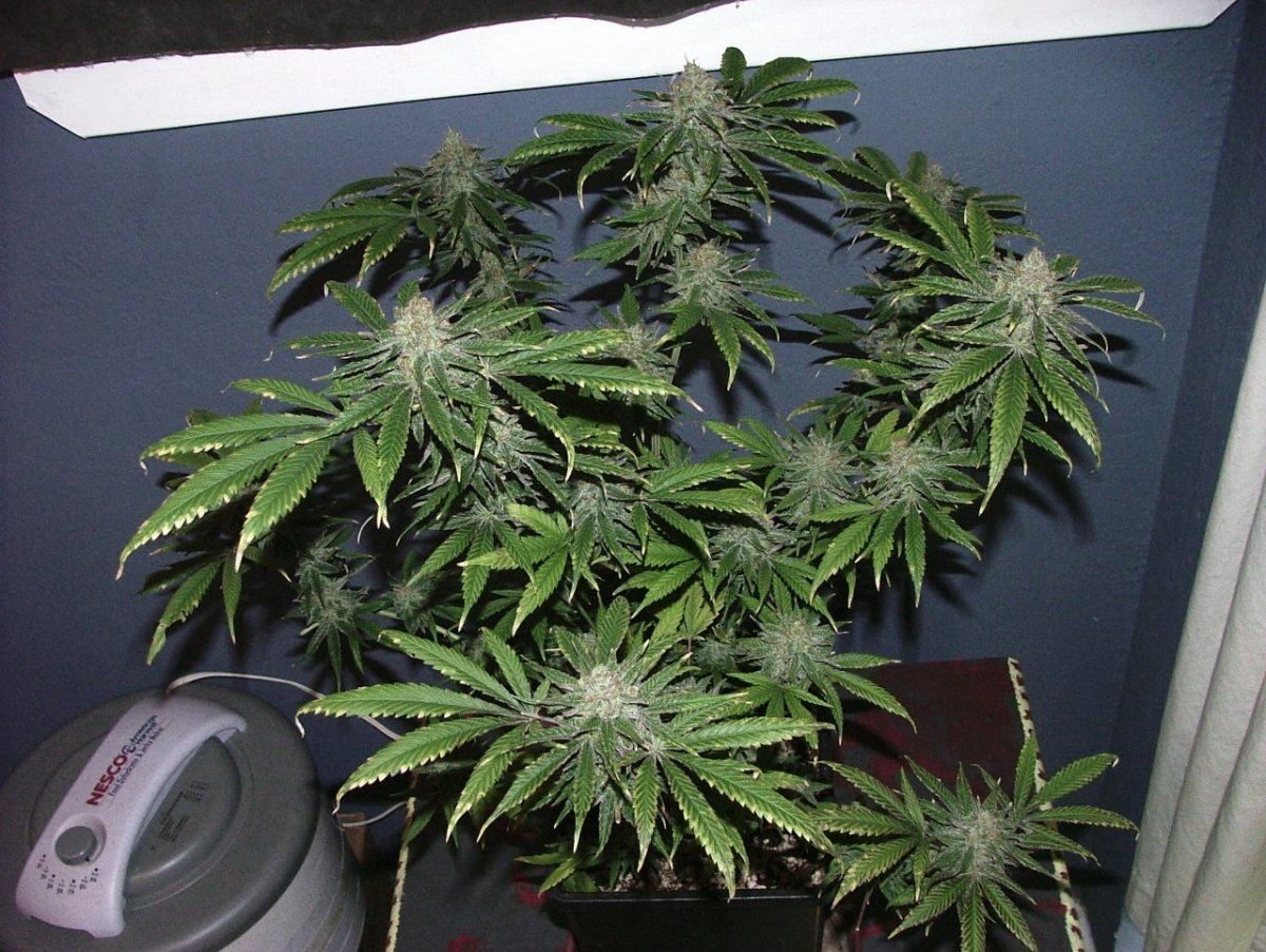 Cc 2