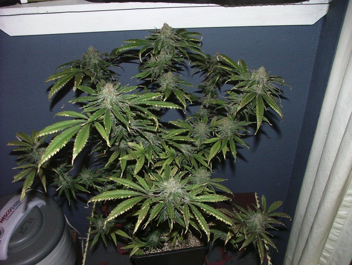 Cc 2