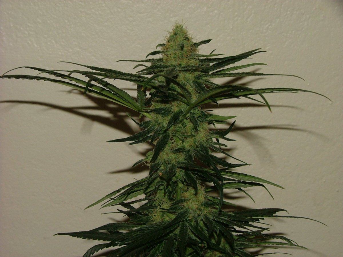 CC 3