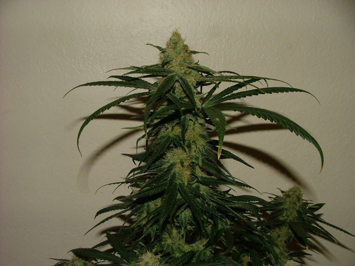 CC 3