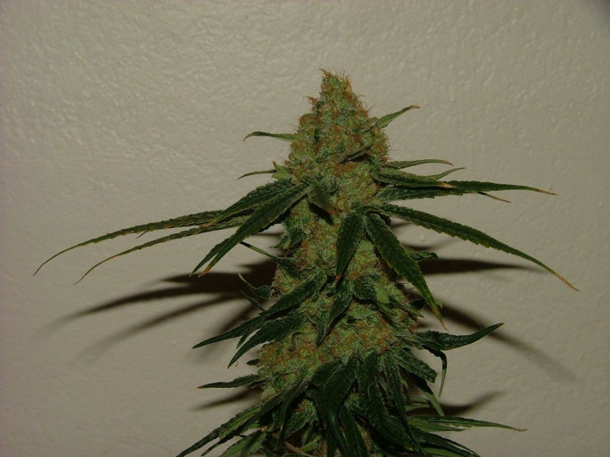 CC 3