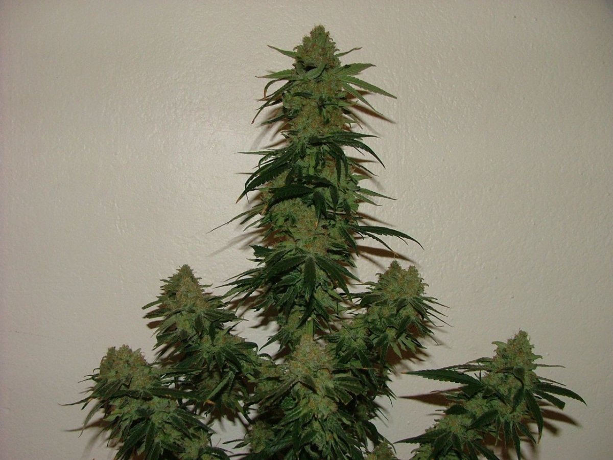 CC 3
