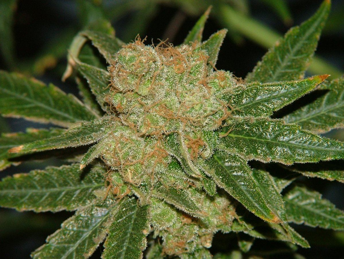 CC 3