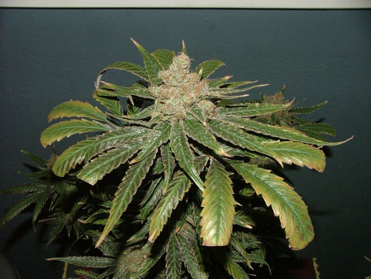 CC 3