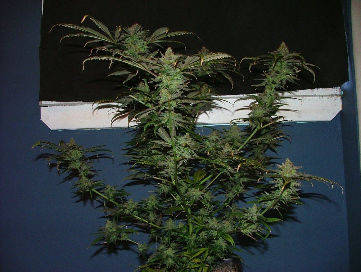 Cc 3
