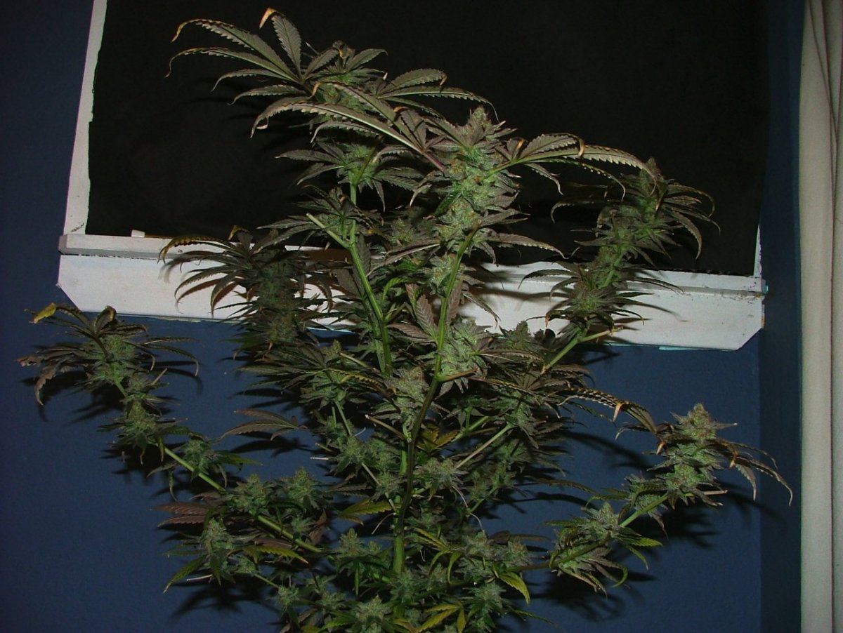 Cc 3