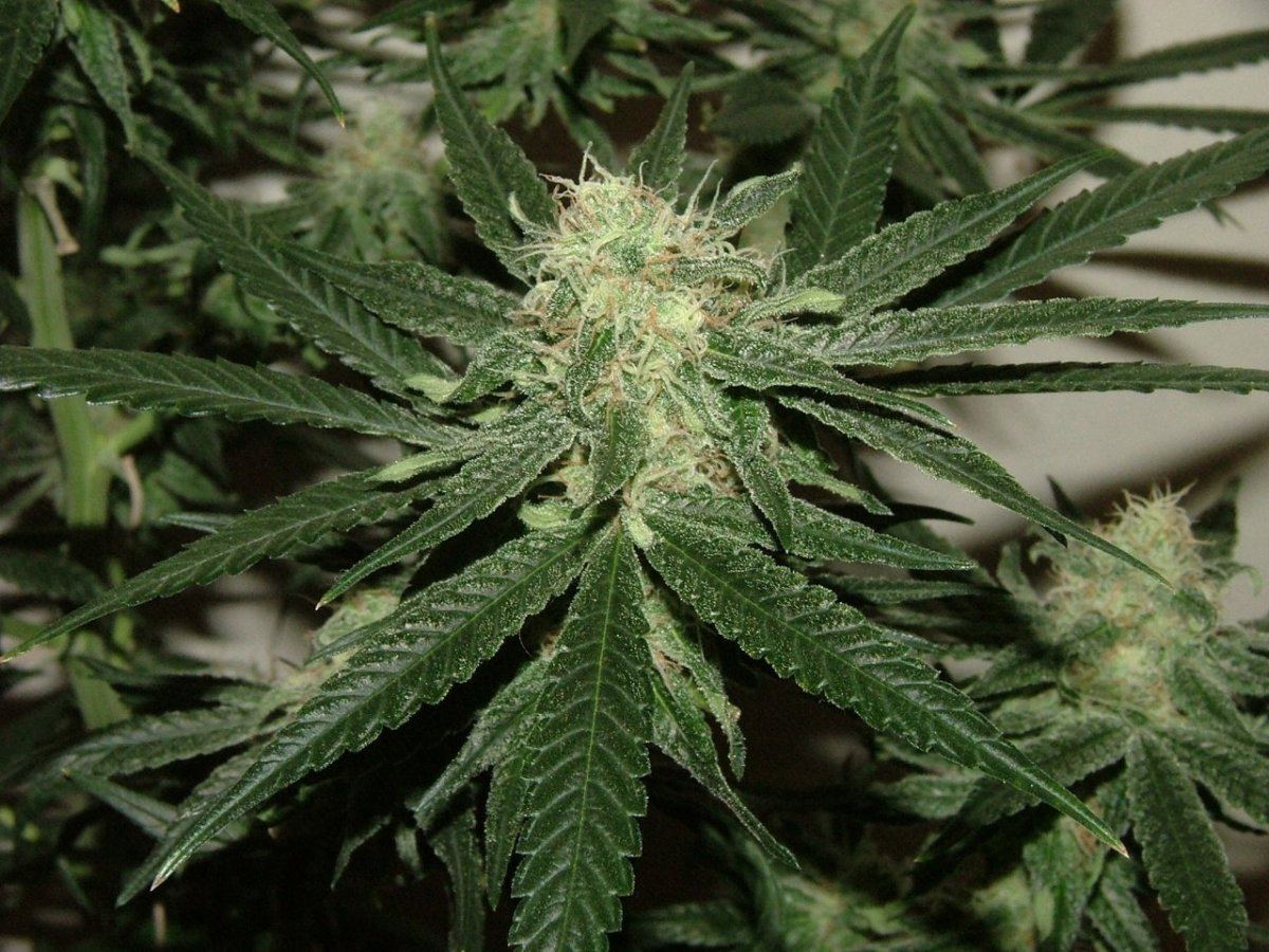 CC 4