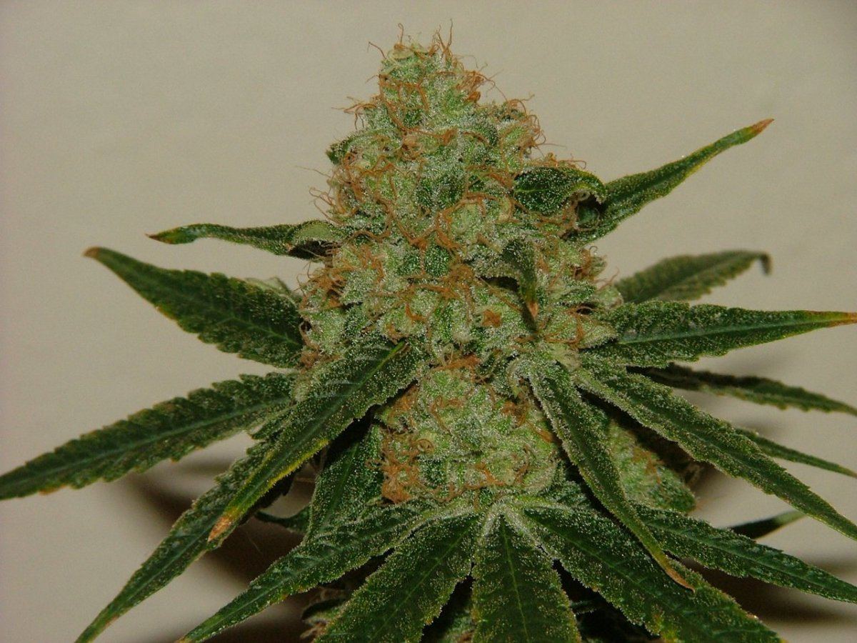 CC 4