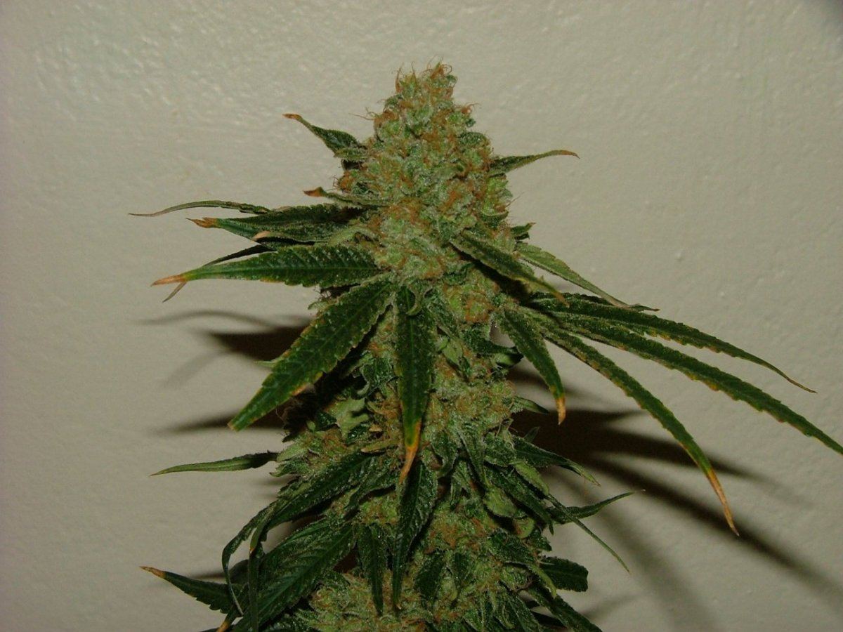 CC 4