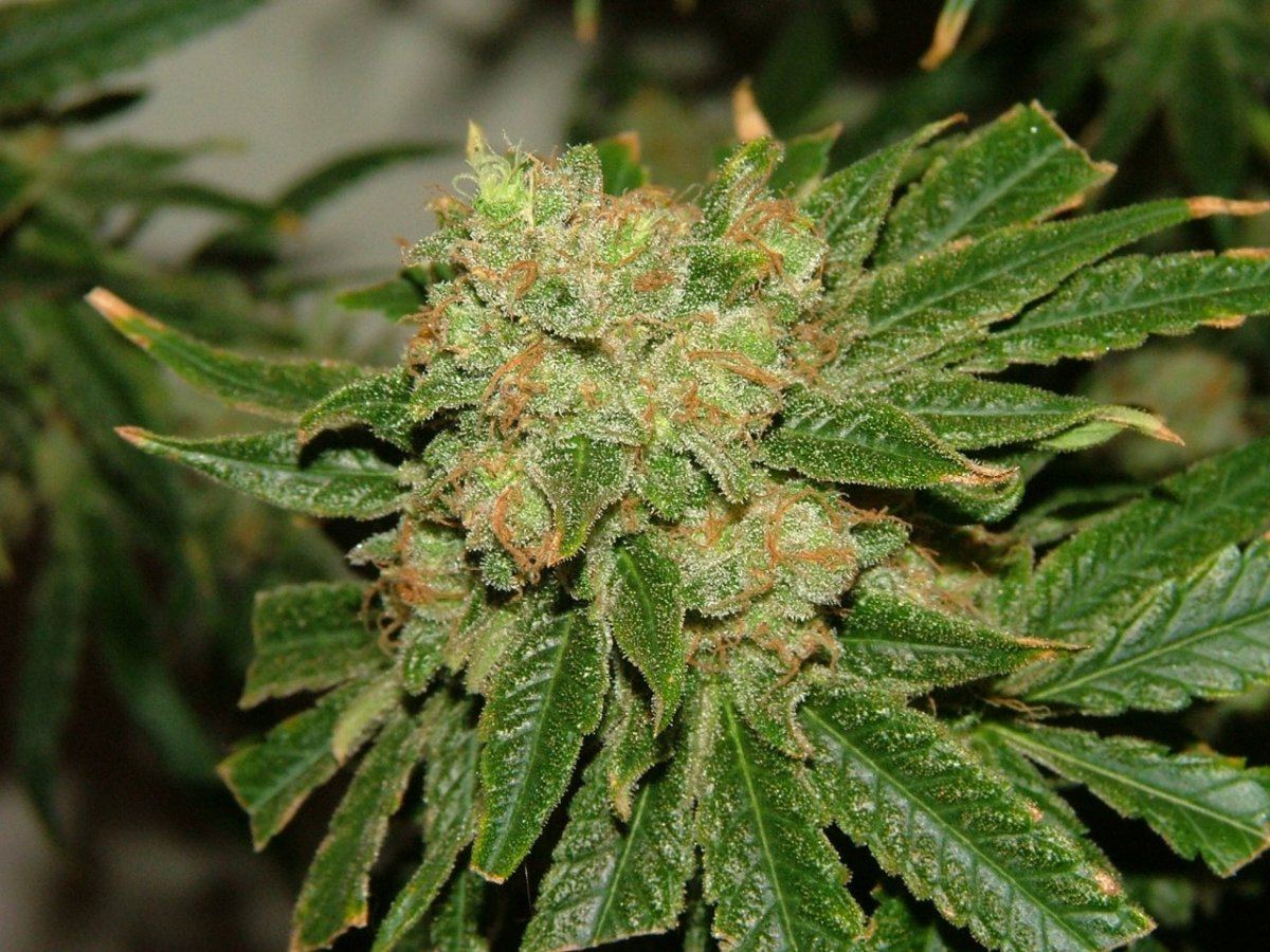 CC 4
