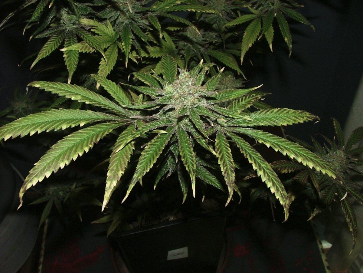 Cc 4