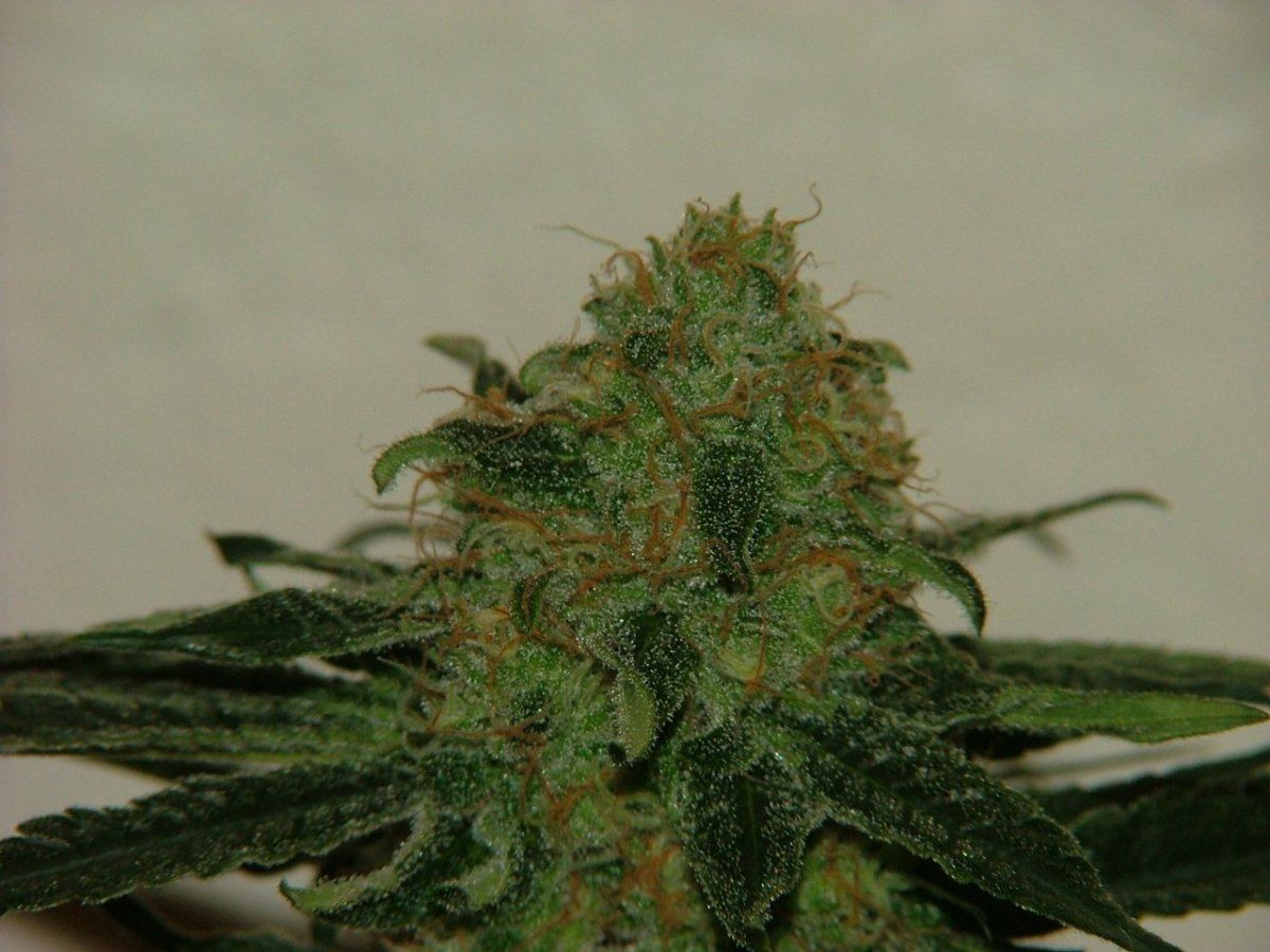 CC 5