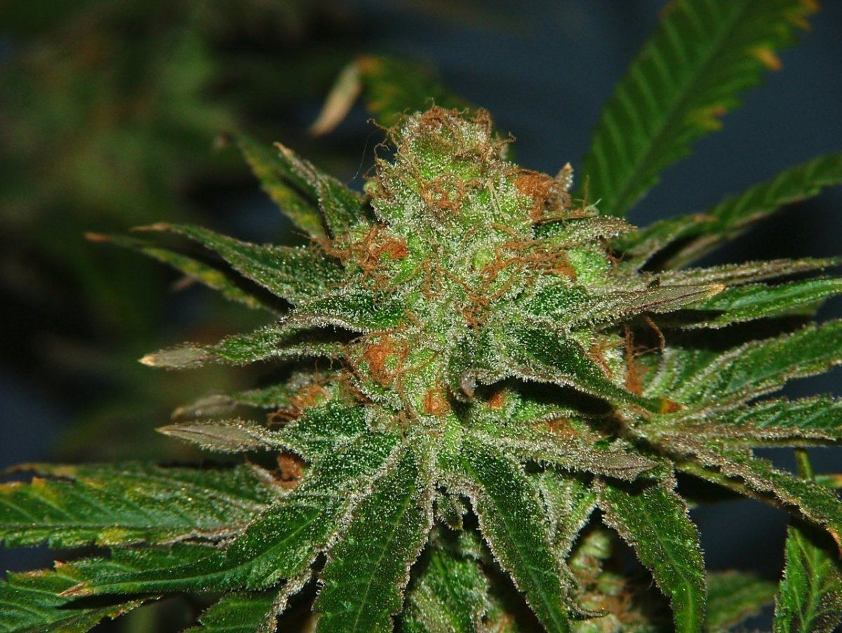 Cc 5