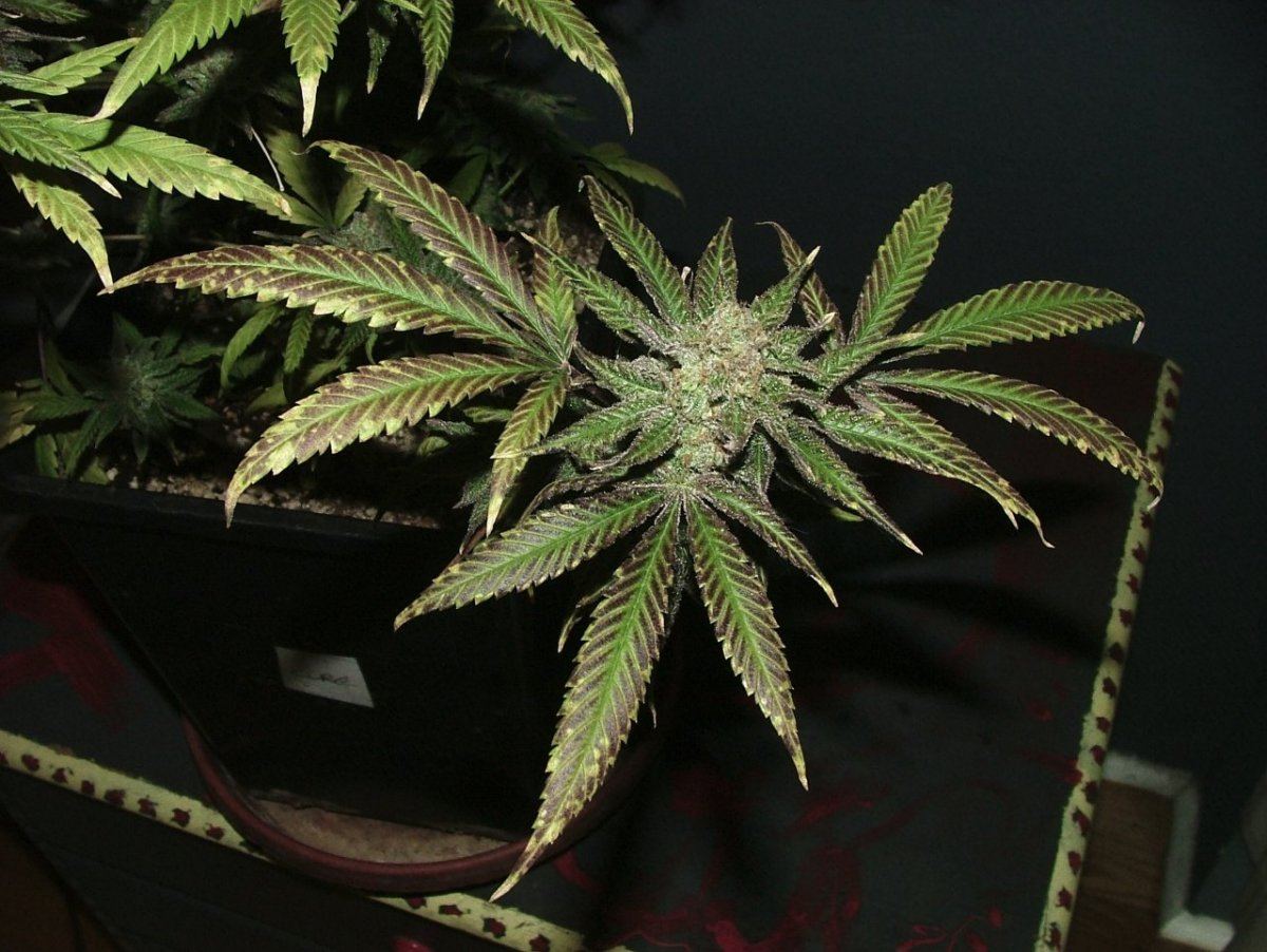 Cc 5