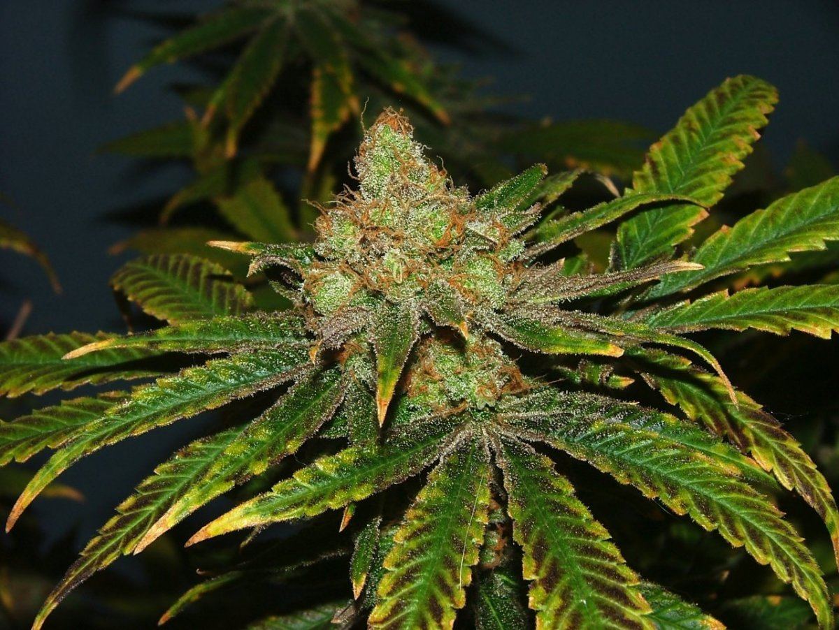 Cc 6