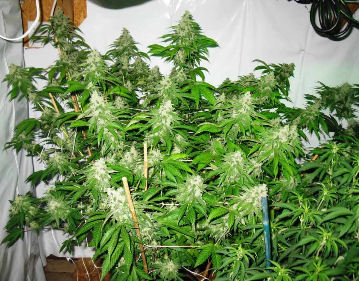 Cc jacked 033