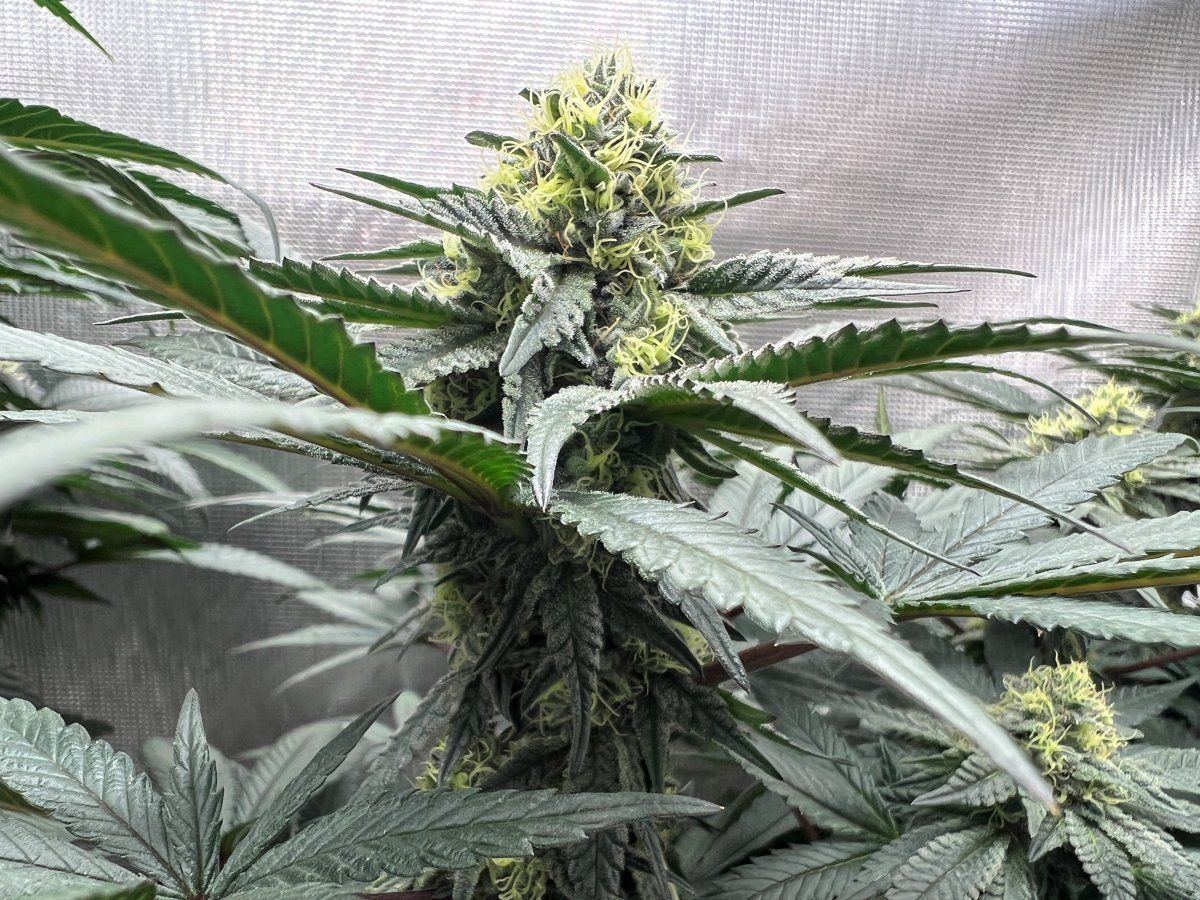Cc1