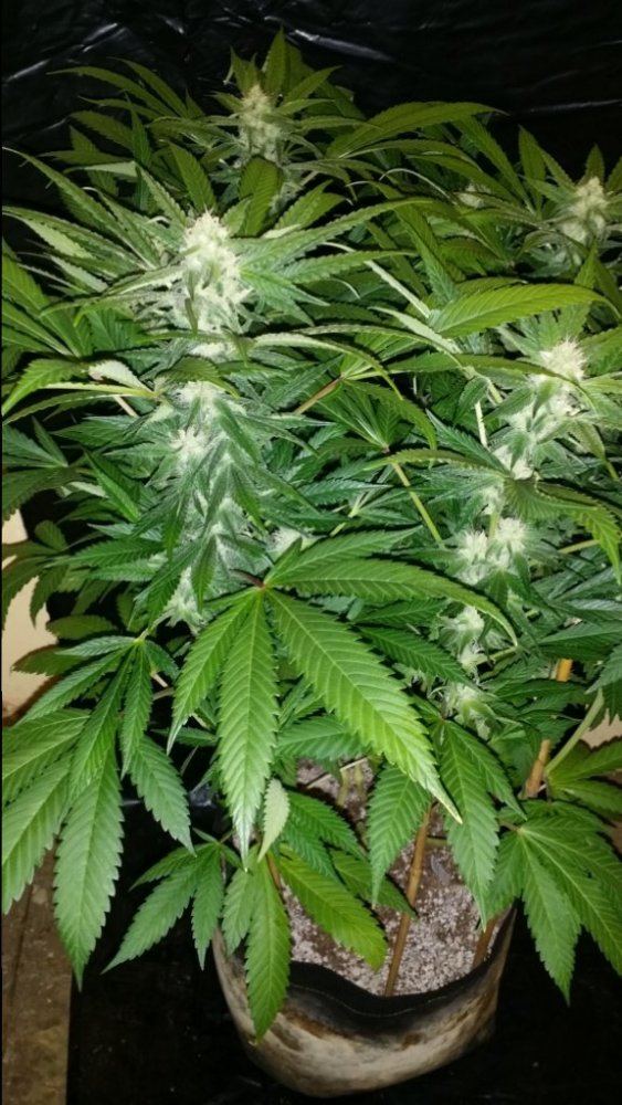 Cc1