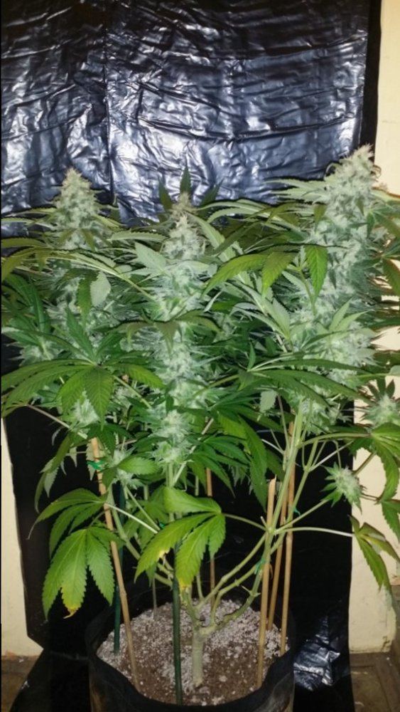 Cc1