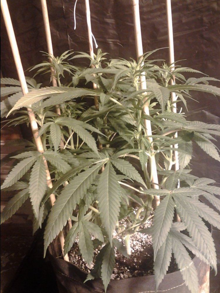 Cc11