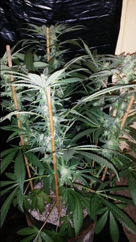 Cc11