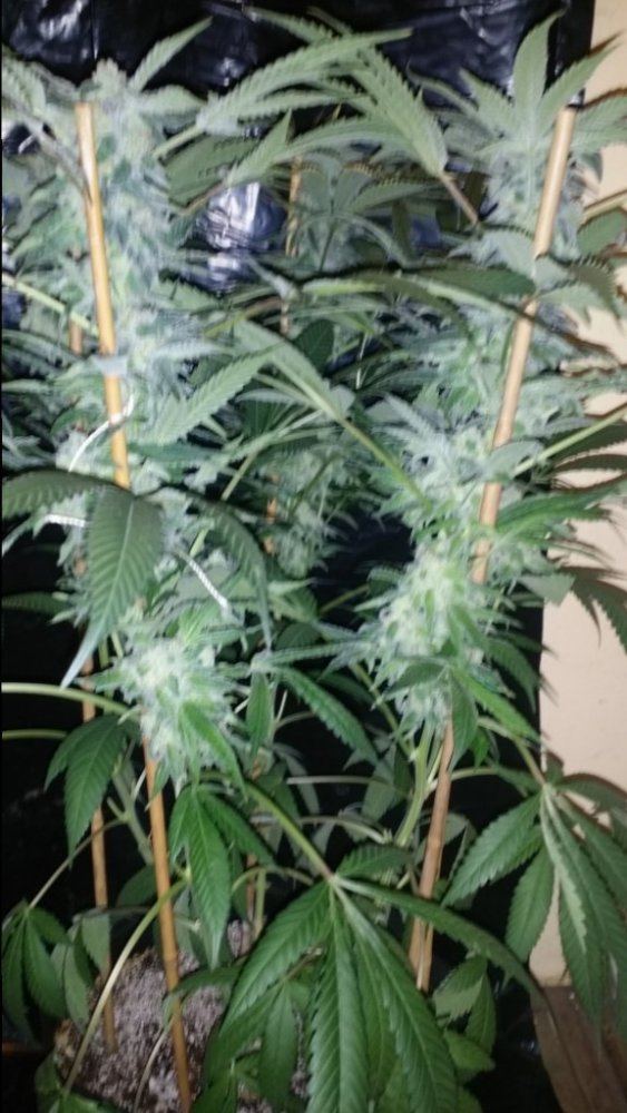 Cc11