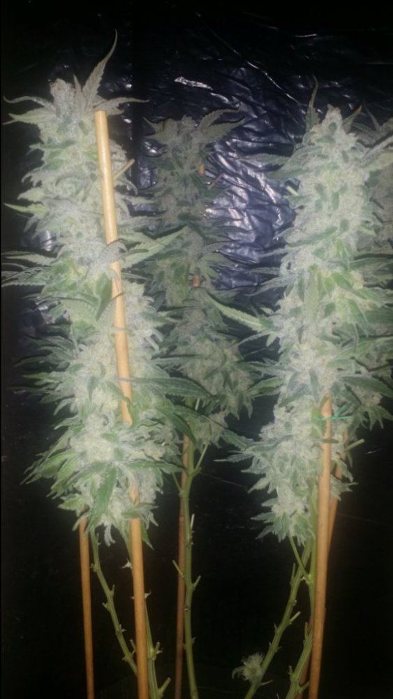 Cc11