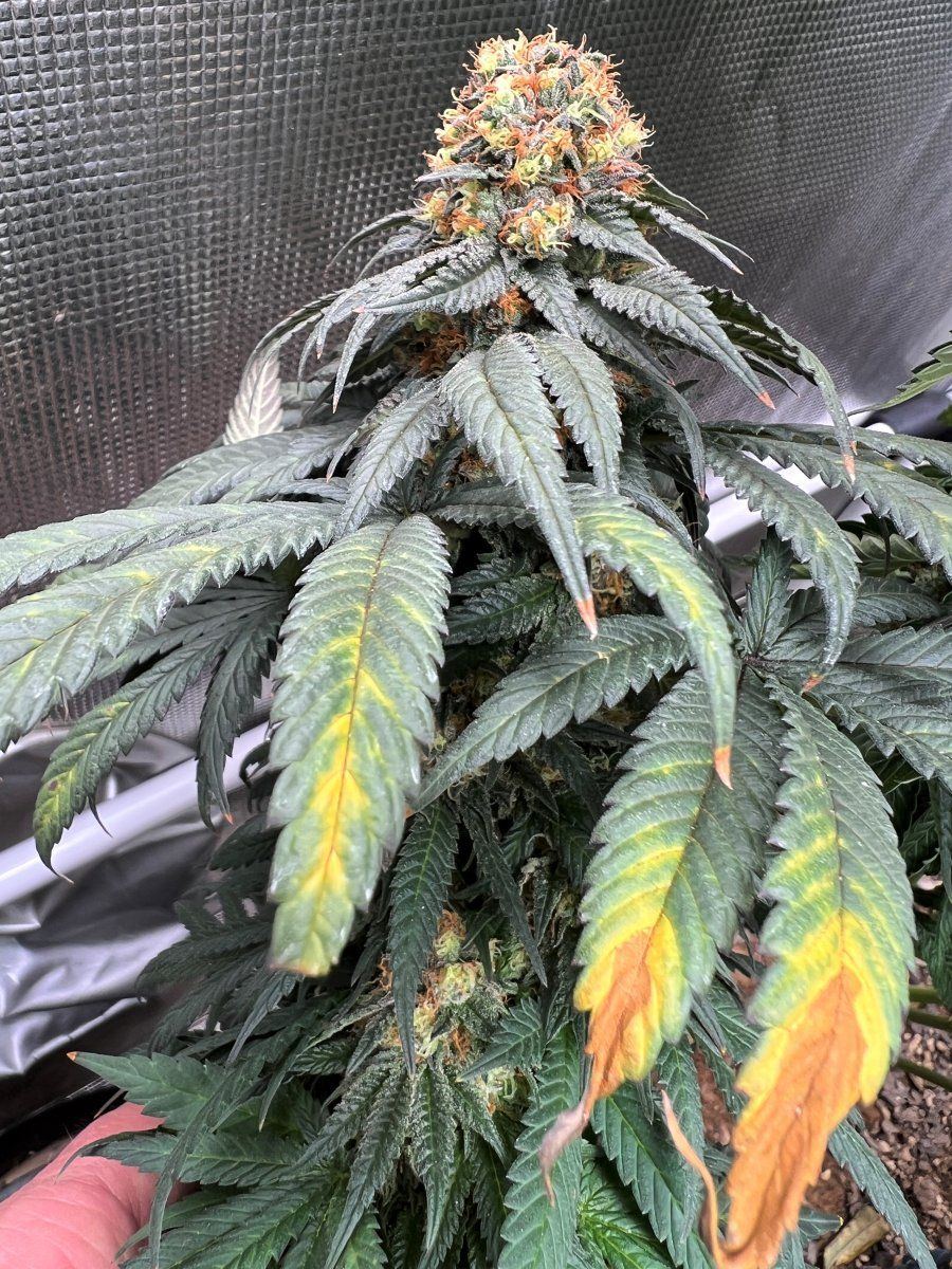 Cc2