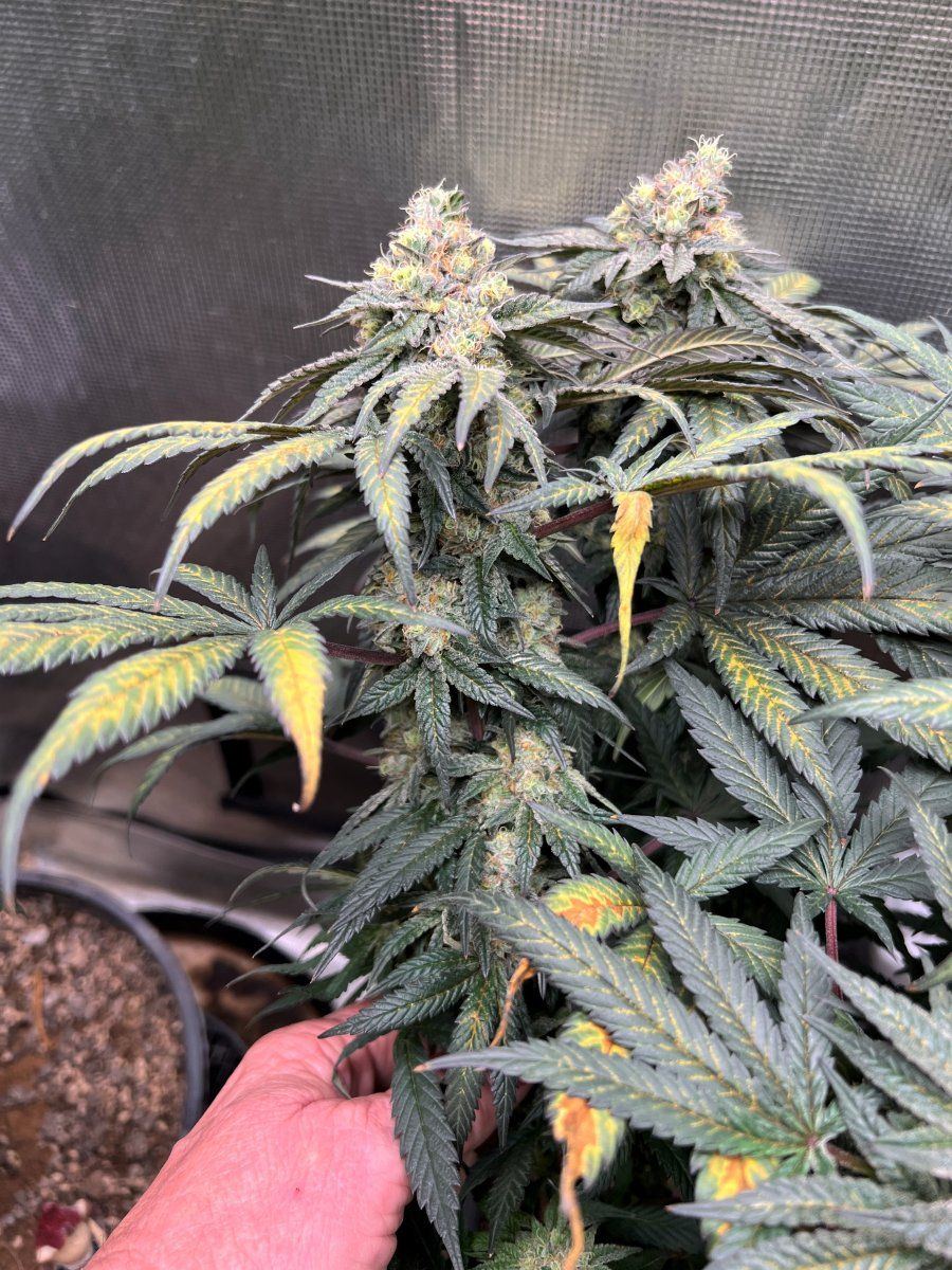 Cc5