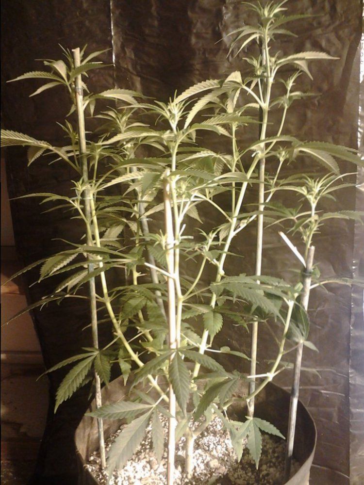 Cc6