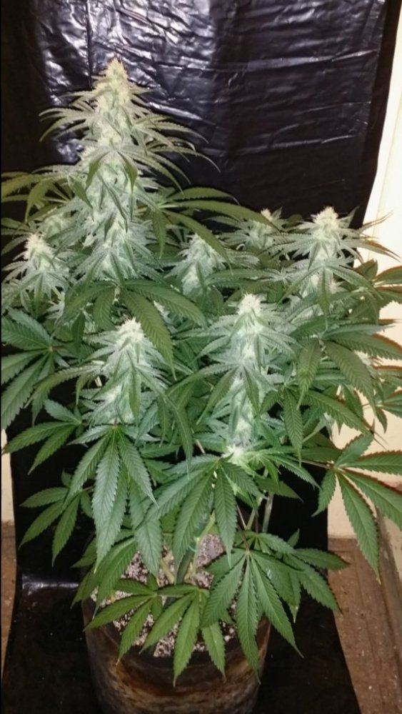 Cc6