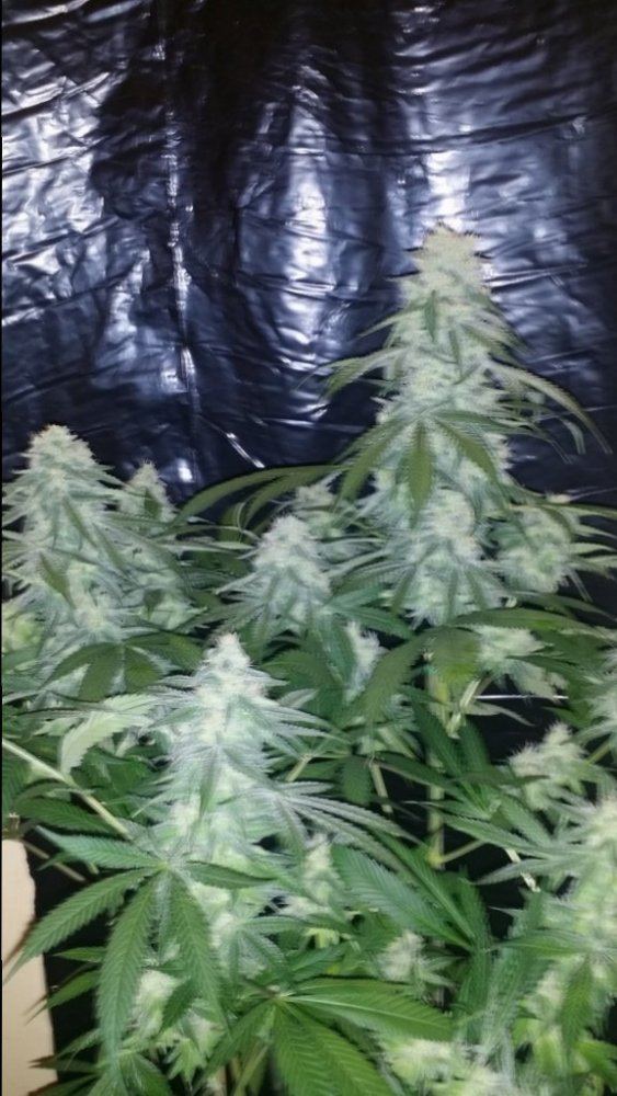 Cc6