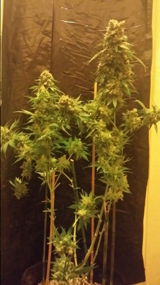Cc6
