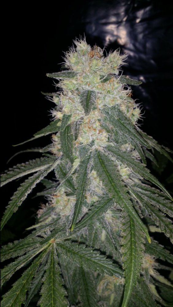 Cc6a