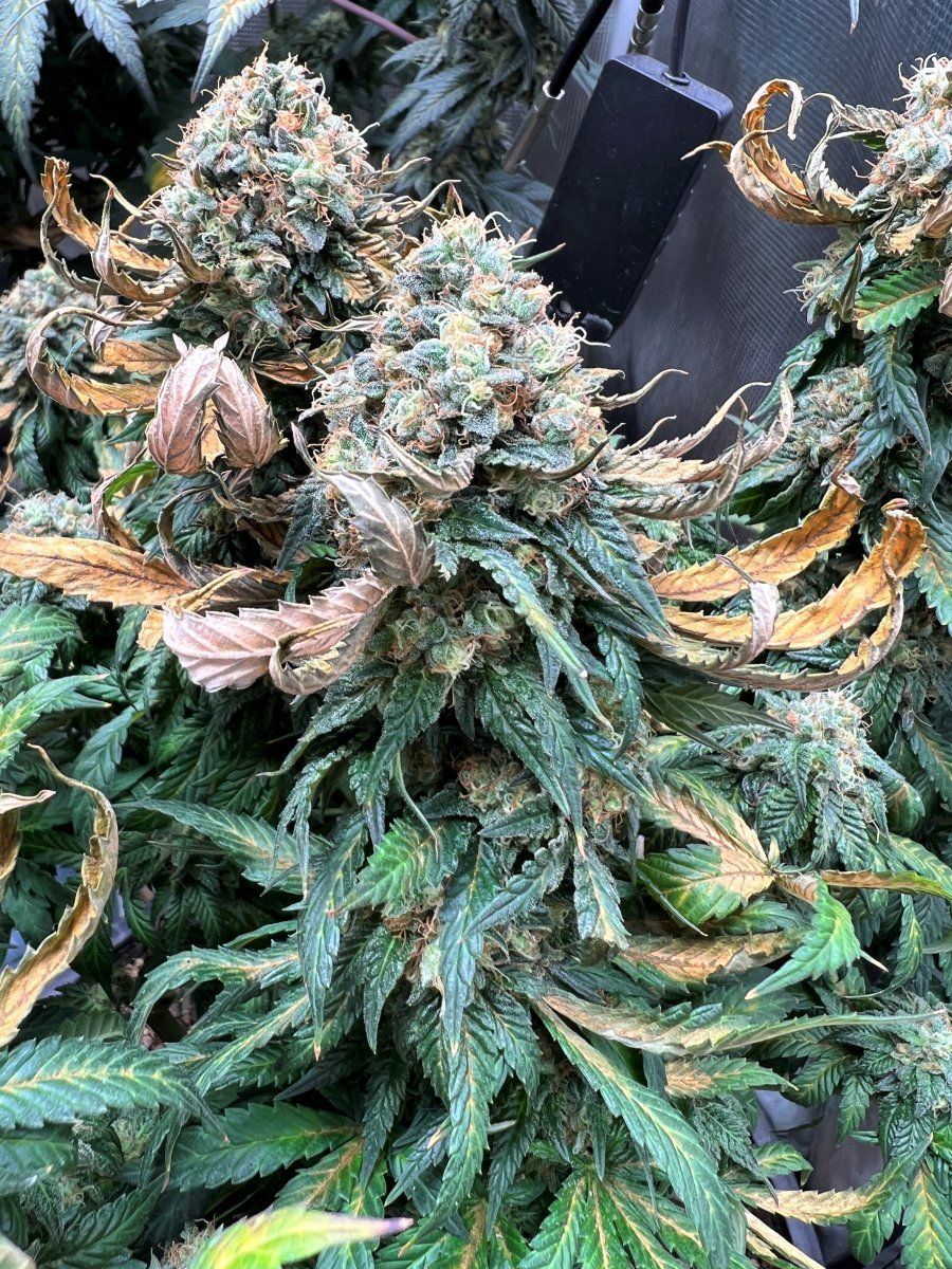 Cc7