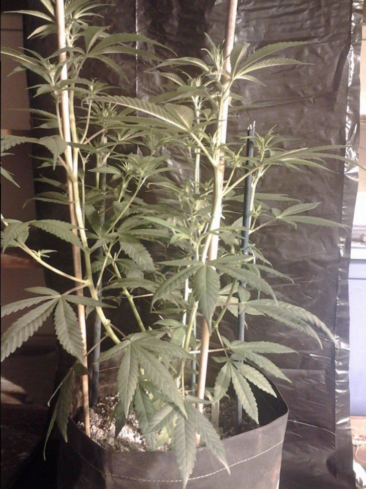 Cc7