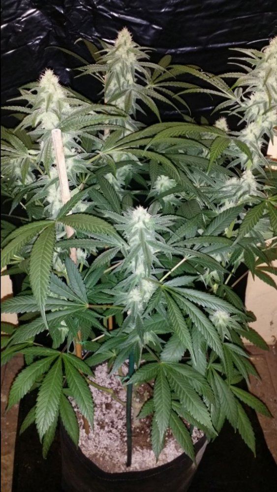 Cc7