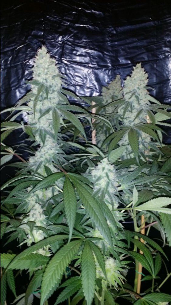 Cc7