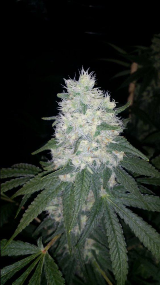 Cc7a