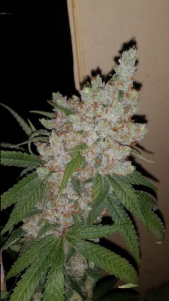 Cc7a