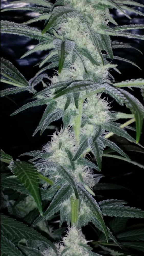 Cc7cu