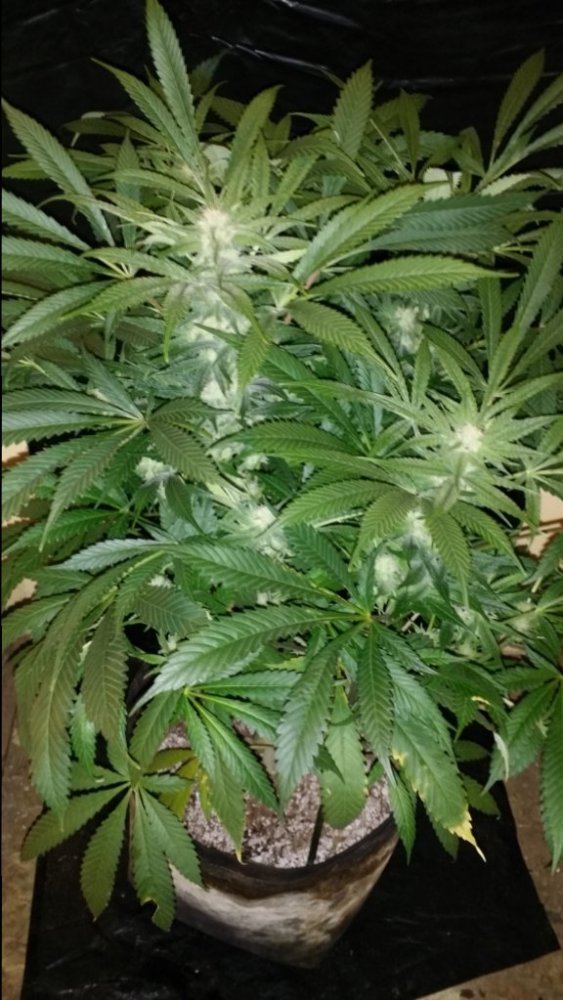 Cc9