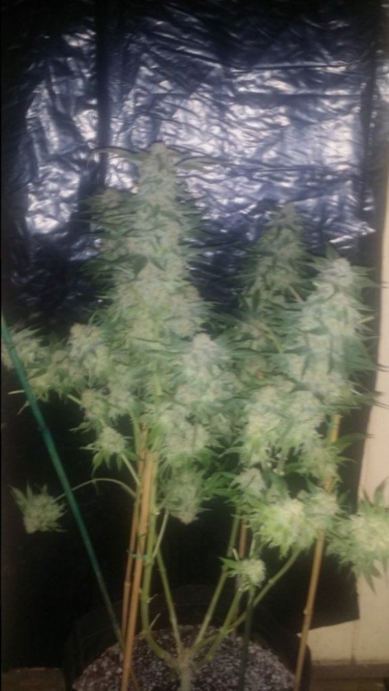 Cc9