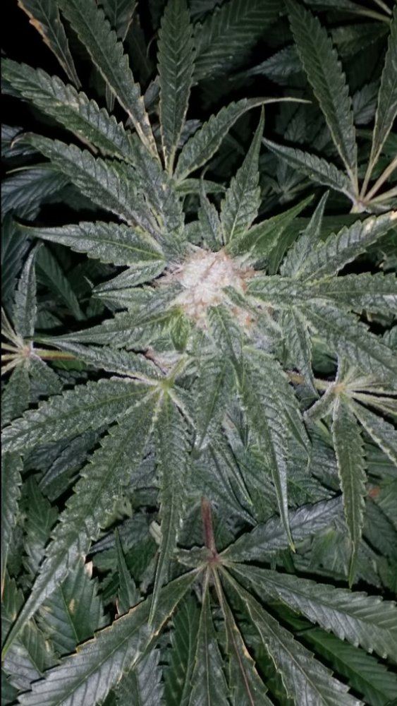 Cc9a