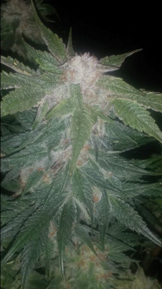 Cc9a