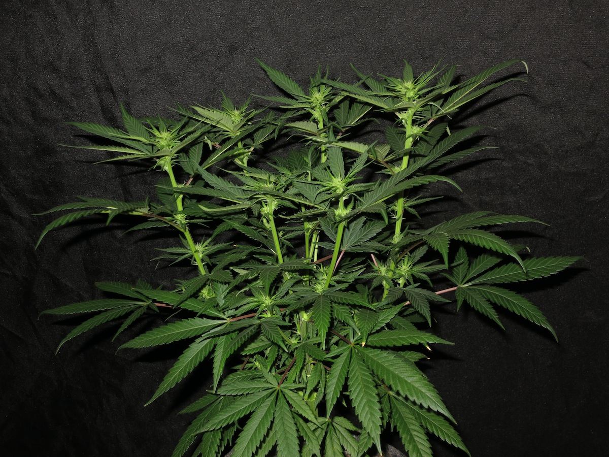 CCMR4 sf