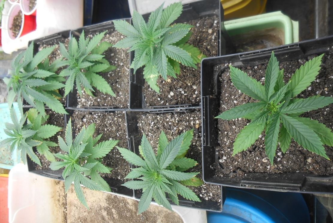 Ccseedlings1123